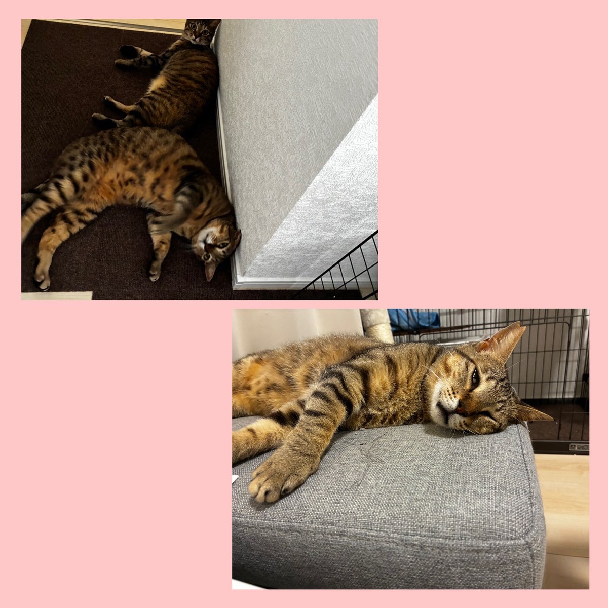 onsengaideneko's tweet photo. 🐱幸せ報告🐱 
福島市市民センターで開催
譲渡会にてお声かけ頂いた男の子。トライアルを経て正式に家族としてお迎え頂きました。
大きい子が今回お迎えいただいた猫ちゃんです。先住猫さんとも仲良しで穏やかに過ごしているとの事。
里親様ありがとうございます。
仲良し2匹ちゃんお幸せに🍀 https://t.co/rvMYdMdjy5