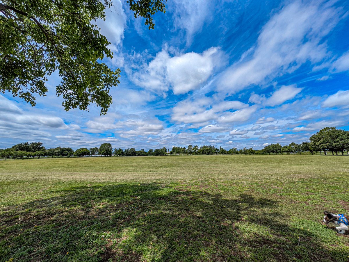 vividfunfun1's tweet photo. The other day, I visited a huge park. Maybe it was because I went early in the morning, but there was nobody in the vast open field, and it felt incredibly refreshing!My dog had all that space to explore, yet he spent the whole time sniffing around his own feet. 😅🐕️ https://t.co/vGtuCFM2BV