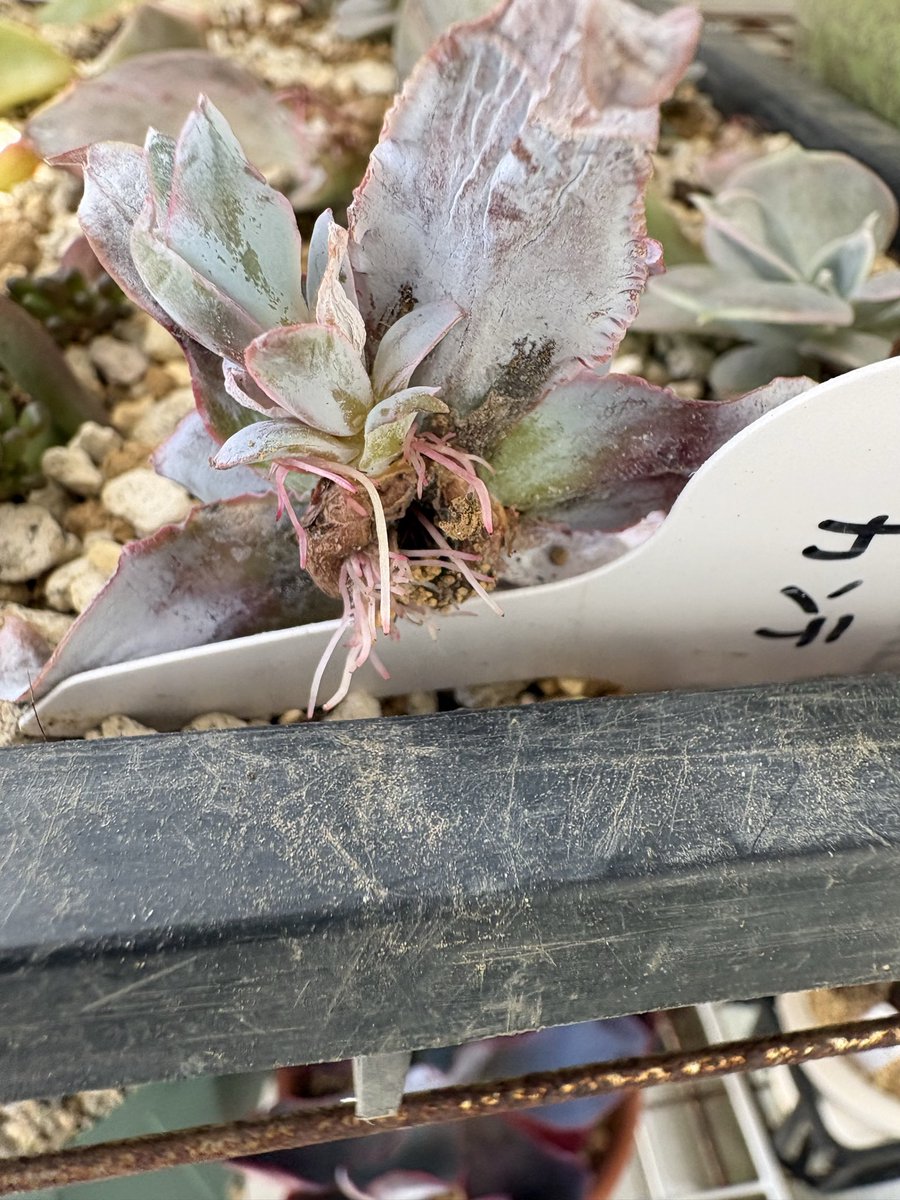 Ta29_Alter's tweet photo. 発根したので植え付けたんだけど、成長点ある？これ？🥺
脇芽から育つかな？ https://t.co/vr5g53ISze
