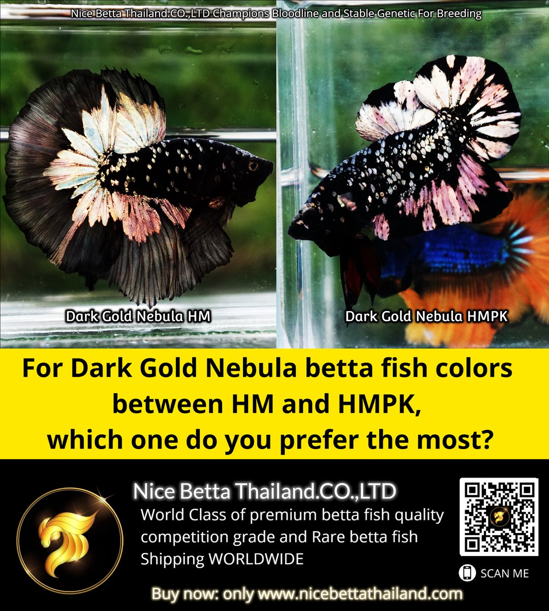 Nice_Betta_TH's tweet photo. For Dark Gold Nebula betta fish colors 
between HM and HMPK, 
which one do you prefer the most?
.
See Dark Gold Nebula Collection: https://t.co/jRmQPPCRaX

#BettaFish #BettaSplendens #SiameseFighingFish #RareBettaFish #HighQualityBettaFish #PremiumBettaFish #NiceBettaThailand https://t.co/a4WLJz7Vji