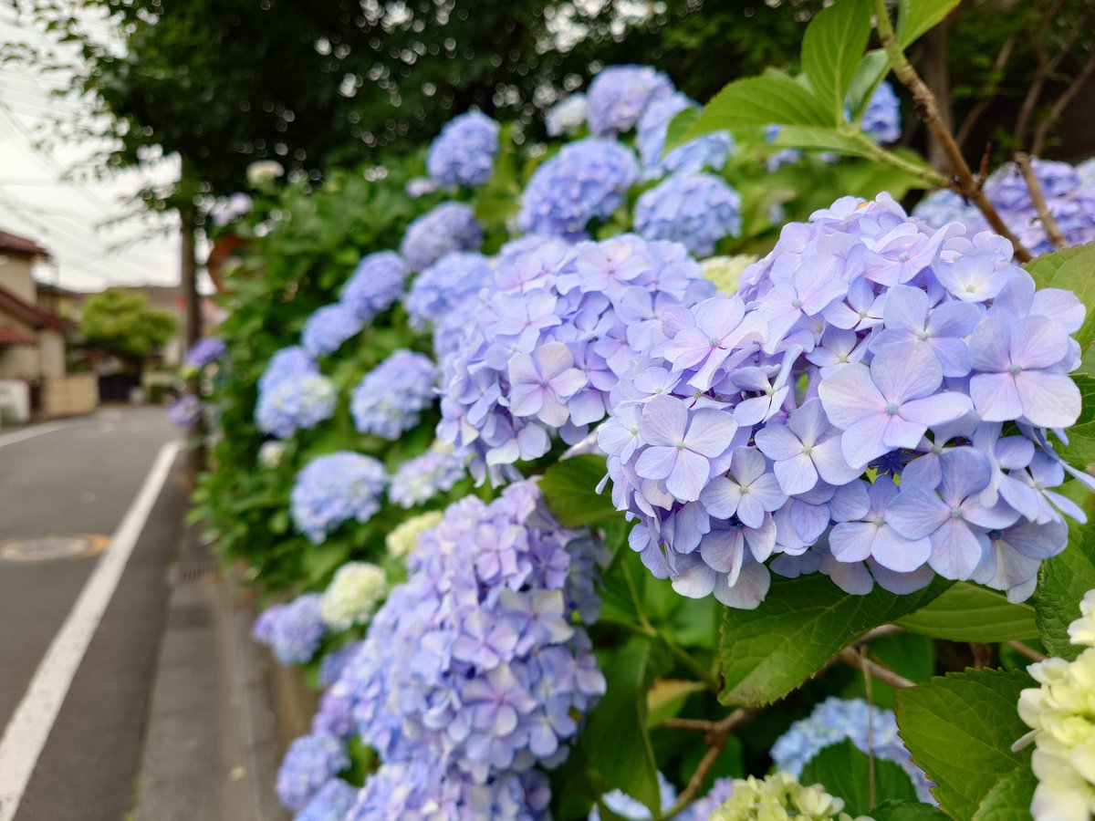 Spring_Breeze4's tweet photo. Aloha, Vance☔️

いよいよrainy seasonだね。

Vanceにとっての雨の日の楽しみは何かな？私は家の中で静かに好きな音楽を聴けること。そして、きれいなあじさいに出会えることです😊

これから長く空の暗い日が続きそうだけどVanceのpositive waveを毎朝楽しみに待ってるからね！

#teamVKS #fymam https://t.co/HNj2Mz27NS