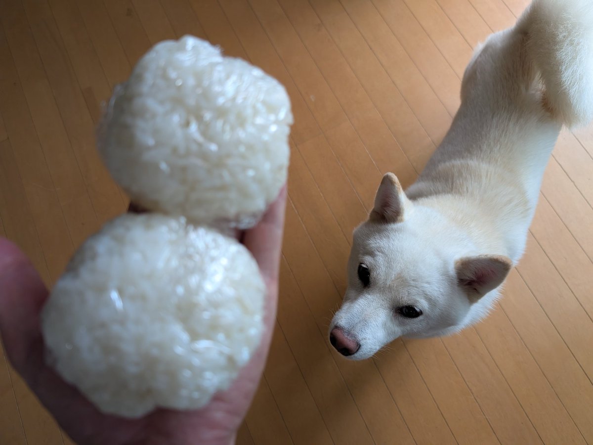 AlxiWd's tweet photo. オニギリとイヌ https://t.co/EXjBpATOAB