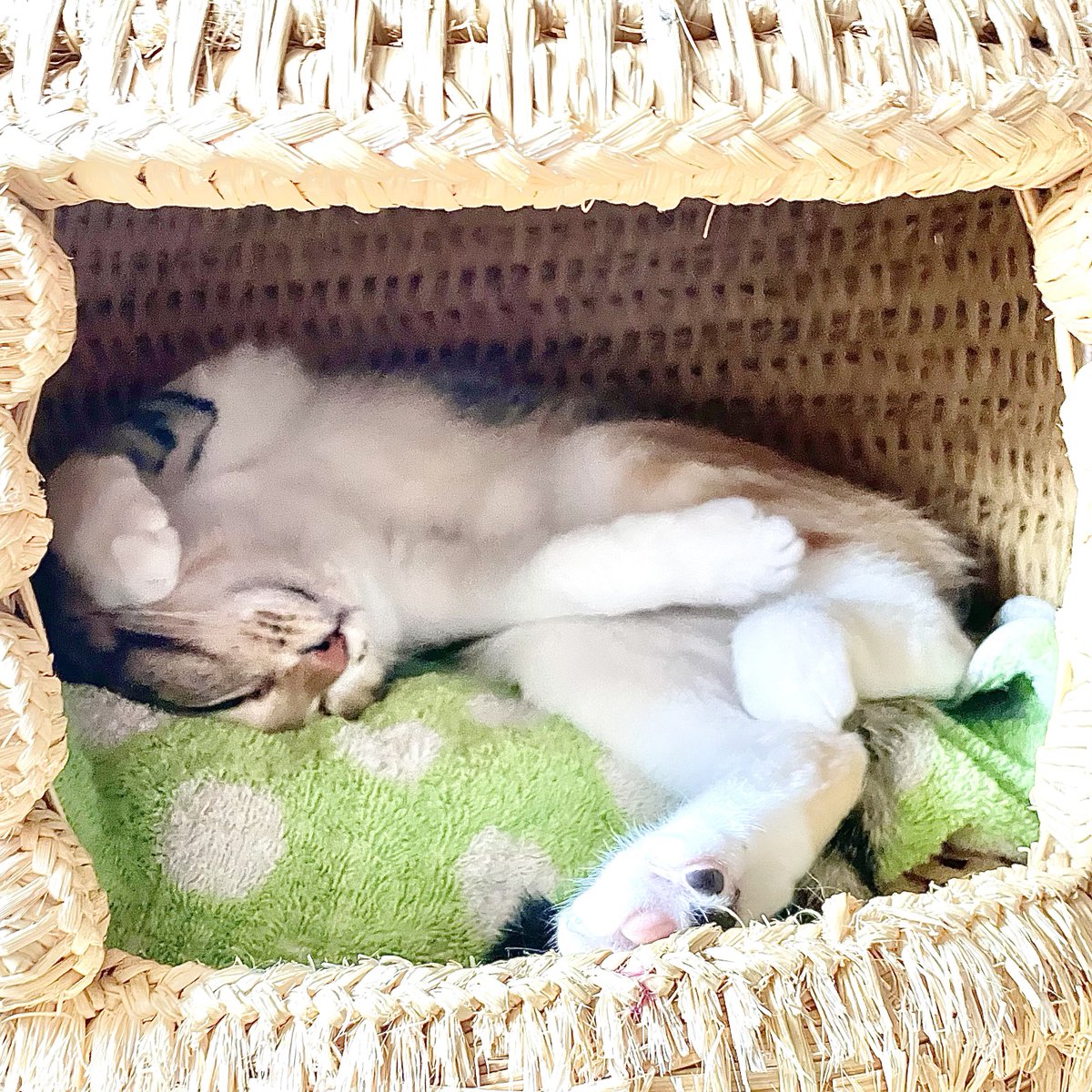 キャッツ☆在庫確認お願いいたします。　 毎週月曜と火曜は定休日です。梅雨入りしましたが、通販の発送は行って