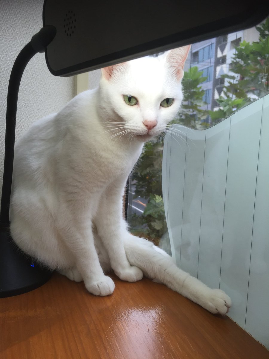 like_a_visual's tweet photo. 猫カフェ紹介㊾

にゃんこと(高田馬場) https://t.co/jHcJ567q3z