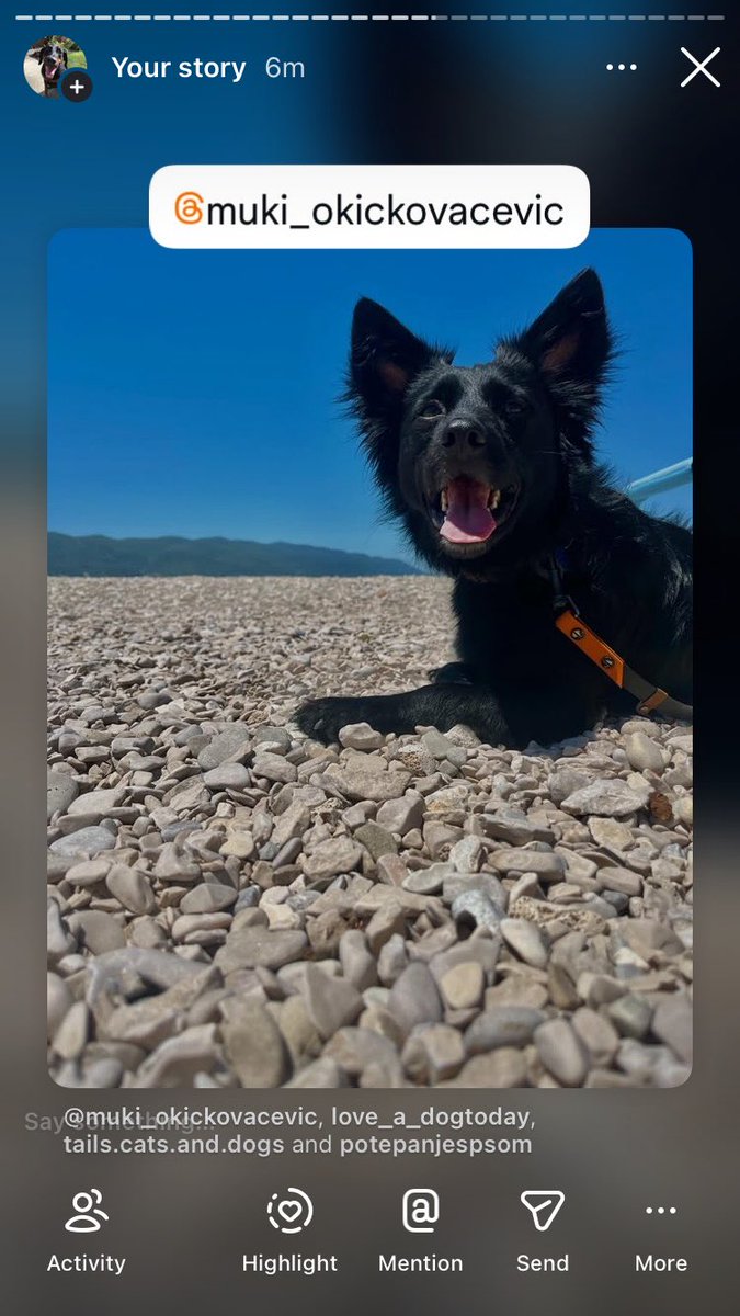 Anman248's tweet photo. Today’s Sunday friends

Follow on IG @love_a_dogtoday and @love_a_dog_today for the complete posts and profiles of these pups
.................
#dog #dogs  #loveadogtoday #loveadogday  #doglove #dogsoftwitter #twitterdogs #twitterdog https://t.co/s0dS1xinB5