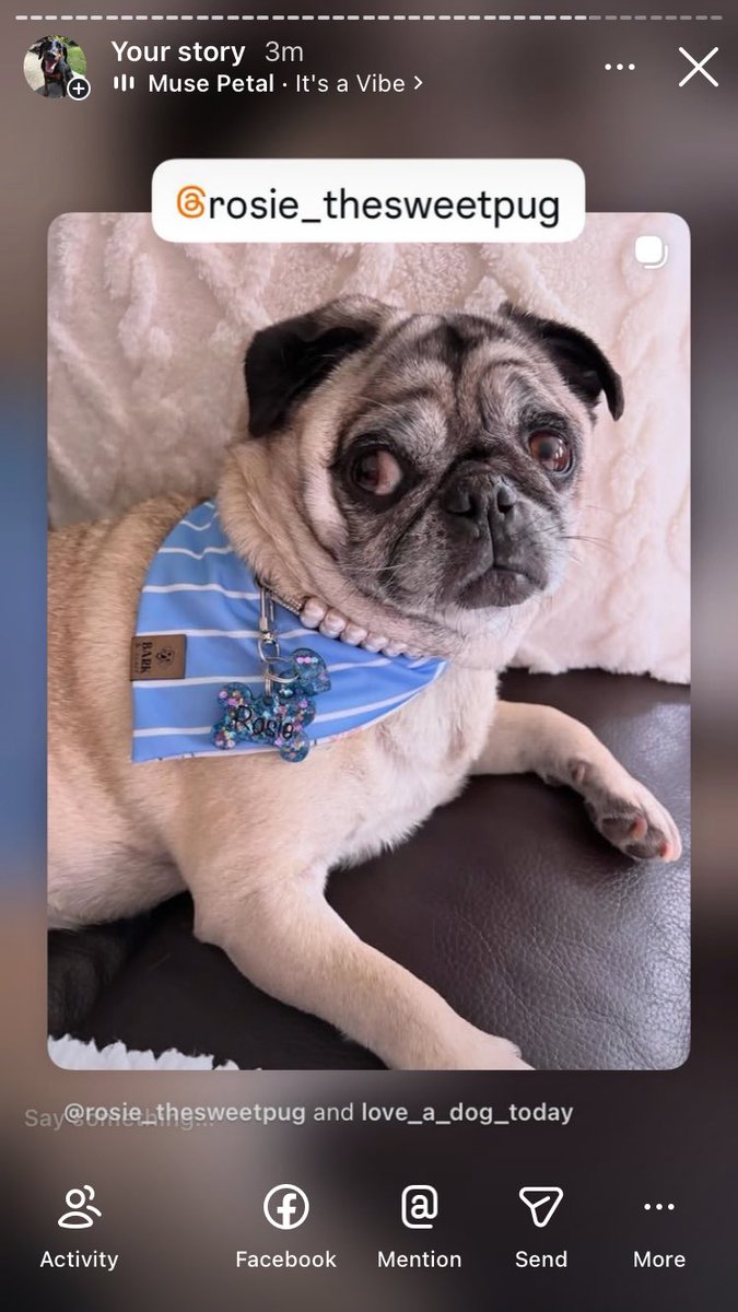 Anman248's tweet photo. Today’s Sunday friends

Follow on IG @love_a_dogtoday and @love_a_dog_today for the complete posts and profiles of these pups
.................
#dog #dogs  #loveadogtoday #loveadogday  #doglove #dogsoftwitter #twitterdogs #twitterdog https://t.co/s0dS1xinB5