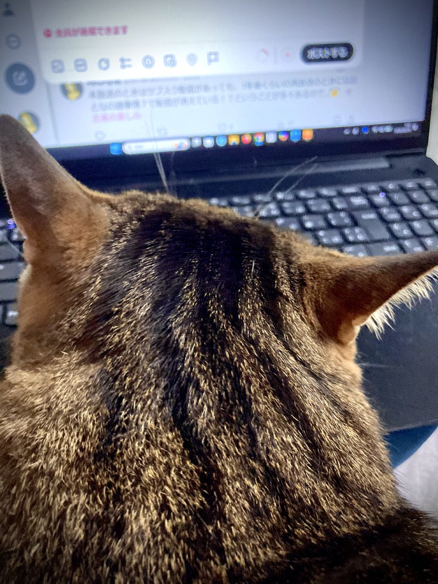 emanatio999's tweet photo. siriξ🐱 https://t.co/hJhLeVKsVo