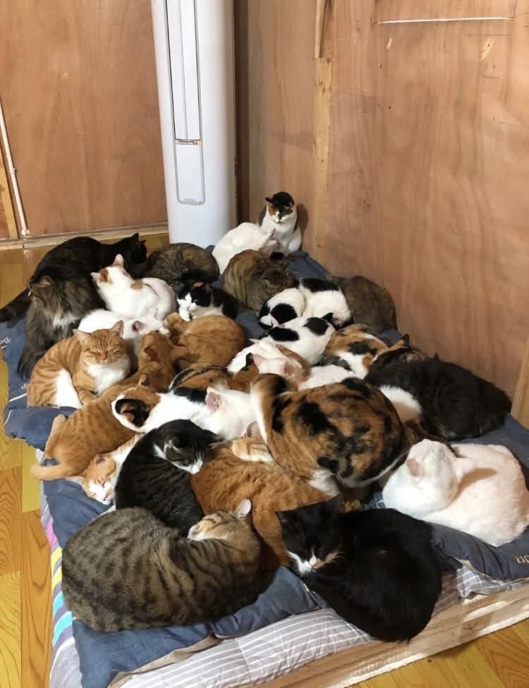 まるお2号🇯🇵(羊の皮を被った猫) tweet media
