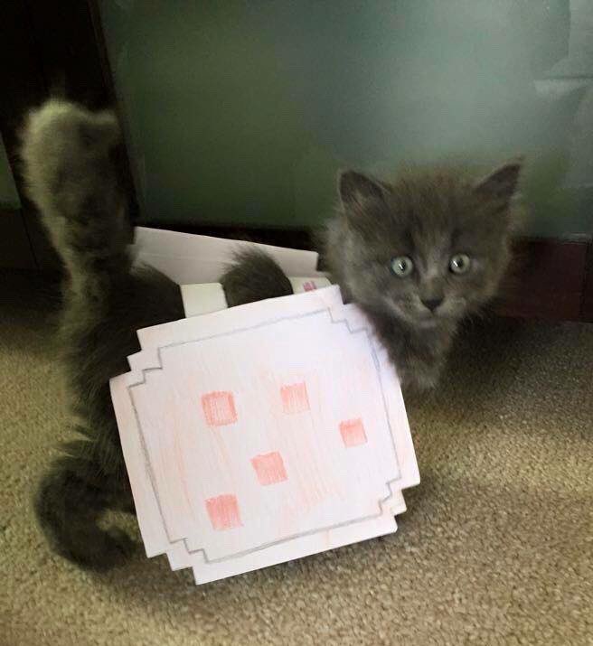 NyanCat's tweet photo. ✨ https://t.co/qLYYubgTaJ
