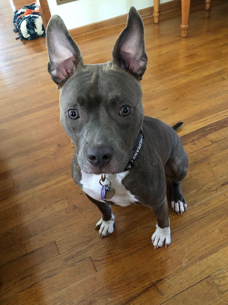 dbchatb's tweet photo. @valhallacircles Rescue dog. They called her elephant cause of her big ol ears. Had to keep it. https://t.co/dzY8mDndJ2