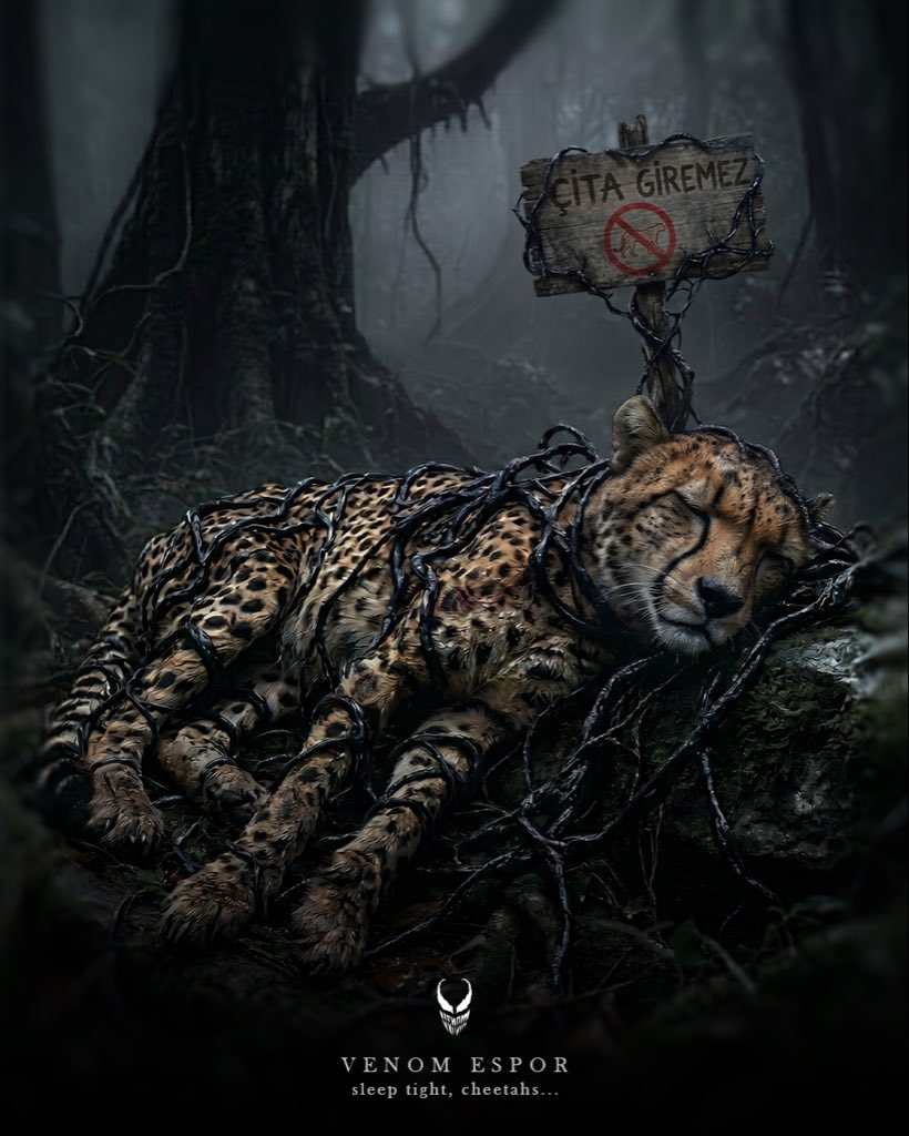VenomESpor's tweet photo. Sleep tight, cheetahs… 🌙

Orman bugün yeni sahibini tanıdı. 🐍 https://t.co/ep1GKGpQFh