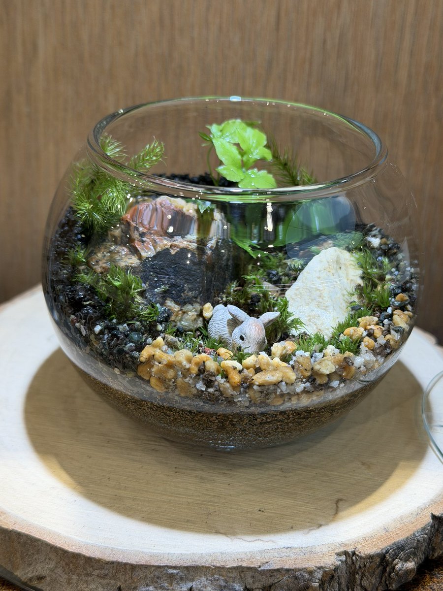 Tomiton777's tweet photo. 苔リウムのワークショップに行ってきた！
集中しすぎて終始無言だったため
お姉さんに『楽しめてますか？』って何回か聞かれた😂
めっちゃくっちゃ楽しんでました😆 https://t.co/6ceVzYujDp