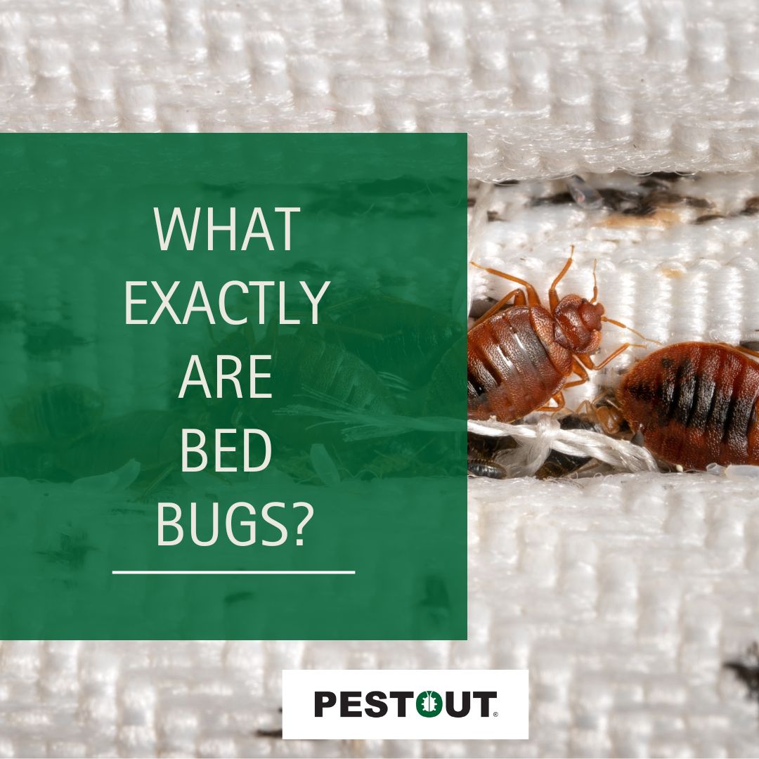 PestOutHR's tweet photo. Bed bugs are tiny, reddish-brown bugs that can sneak into your home by catching a ride on your luggage and even furniture you bring in. Once settled, they feast on you while you sleep. 😱

Check out our page on bed bugs to learn more! 👍

757-737-8688 ☎️
https://t.co/P32u3xeU2t https://t.co/KmMA0nmRUb