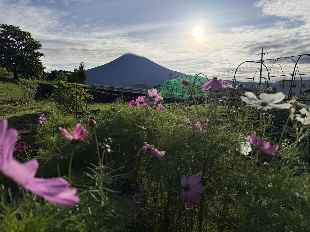 ume_y's tweet photo. 段々と咲く花の種類が変わってきました。おはようございます。季節の速度に合わせてやっていくとしましょう https://t.co/iOTcA3iUfX