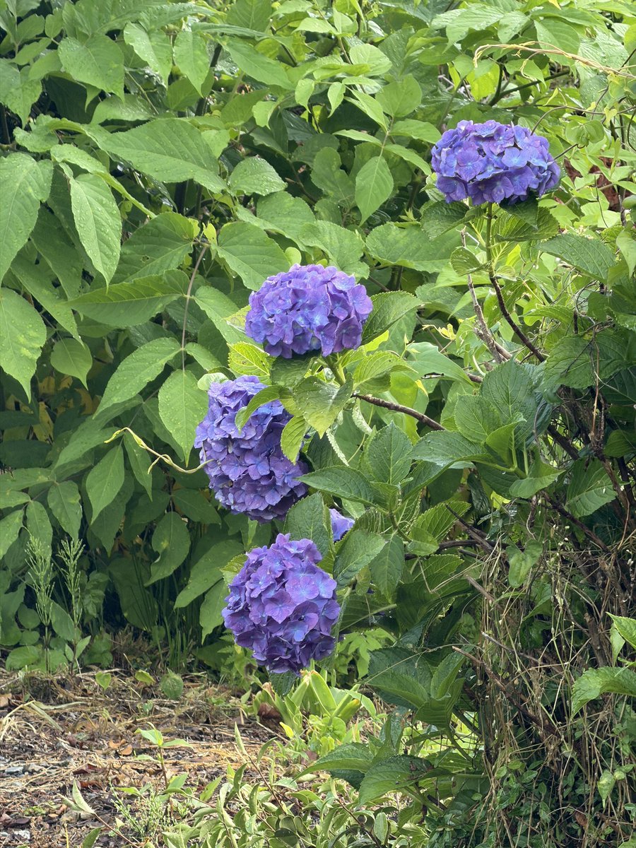 ume_y's tweet photo. 段々と咲く花の種類が変わってきました。おはようございます。季節の速度に合わせてやっていくとしましょう https://t.co/iOTcA3iUfX