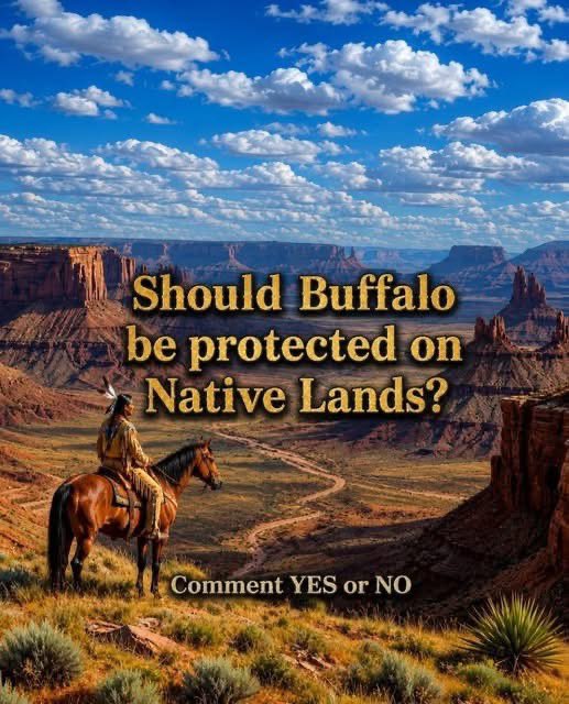proud_native_am's tweet photo. Once, millions of buffalo roamed across North America, shaping the land and sustaining Indigenous communities for generations.

Today, their return to Native lands is about more than wildlife conservation—it's about honoring history, preserving culture, and restoring a natural balance that existed long before modern borders were drawn.

Buffalo are a symbol of strength, resilience, and freedom. Many tribal nations are leading efforts to bring these majestic animals back to their ancestral homelands, creating opportunities for cultural renewal, education, and environmental restoration.

What do you think?

Should buffalo be protected and restored on Native lands across America?

 Share your thoughts below. YES or NO?

 Every voice matters. Respectful discussion is welcome