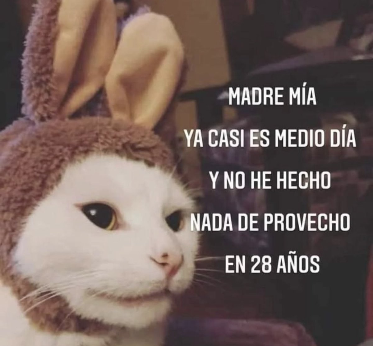 MundoDeBigotes's tweet photo. https://t.co/ybO92TF7pS