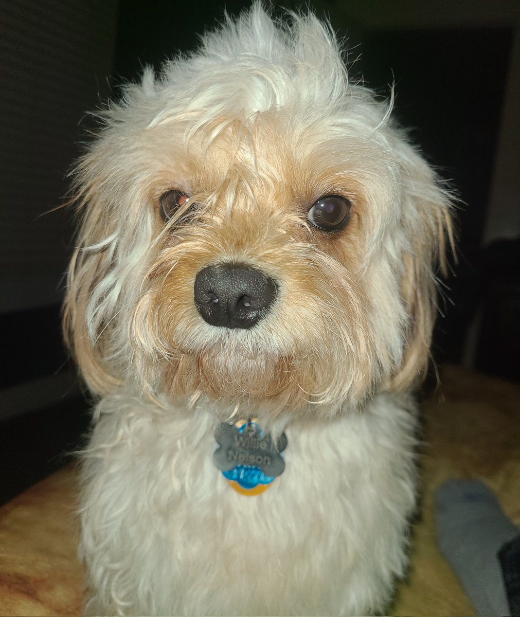 GeneralPatton83's tweet photo. Willie just got a bath and a blow-dry lol https://t.co/6yAn7wCz3o
