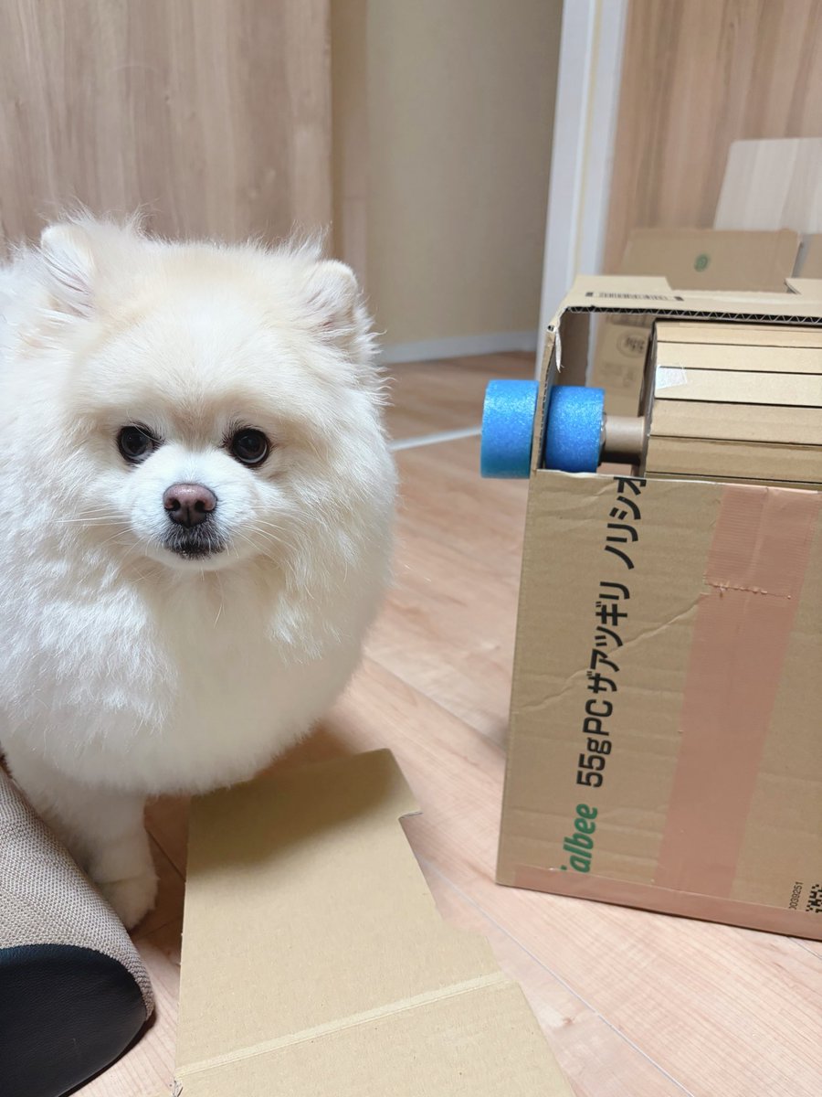 chikuwa78107742's tweet photo. 🐻‍❄️「おかーぴんの おしごとのやつは さわったらいけない おやくそく。みるだけのおやくそく」 https://t.co/vLrn1jvlTL