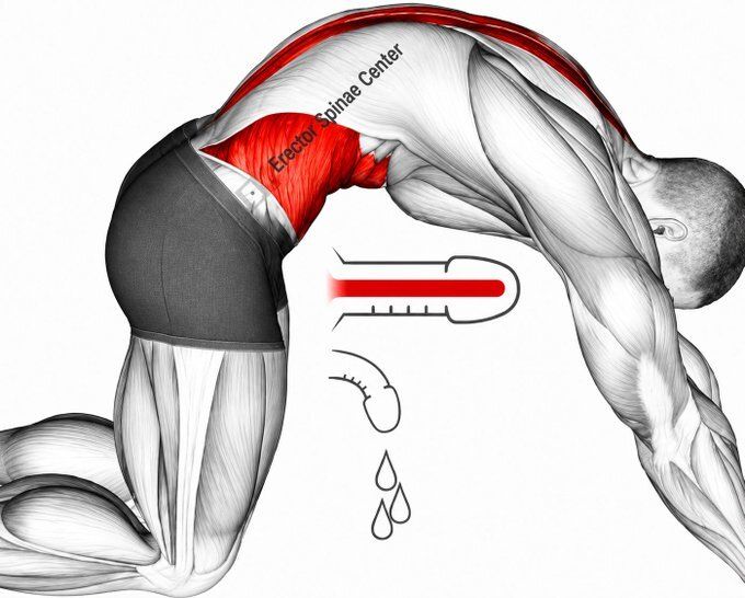 AscendTrue's tweet photo. Cómo recuperarte más rápido después de eyacular Lo que la mayoría de los hombres nunca aprendió. un hilo🧵 https://t.co/MRvuEucMqj