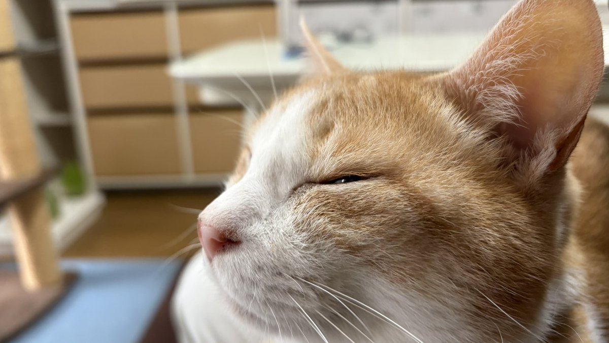 LoveCatsWerKl's tweet photo. そら君が
膝の上に
乗ってくれました。

今日一日
いい日になりそう^ ^

#そら #sora #寺眠子屋 #ひかる #hikaru #保護猫カフェ #maron #ちまき #chimaki #こはく #kohaku https://t.co/VFZyHZntmj