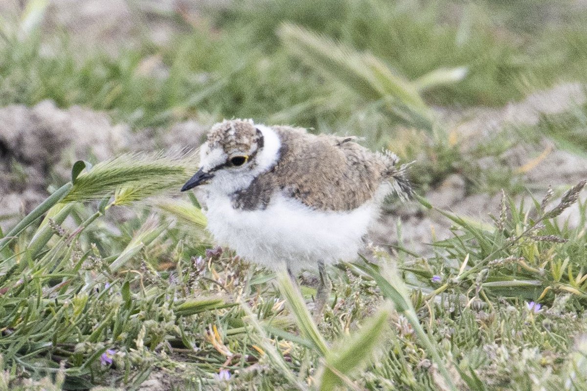 MyramAdrian's tweet photo. Great to see little ringed plover and avocet chicks at Steart Marshes today. Absolutely adorable! @bto_somerset1 @somersetbirds https://t.co/B7d12GieYm
