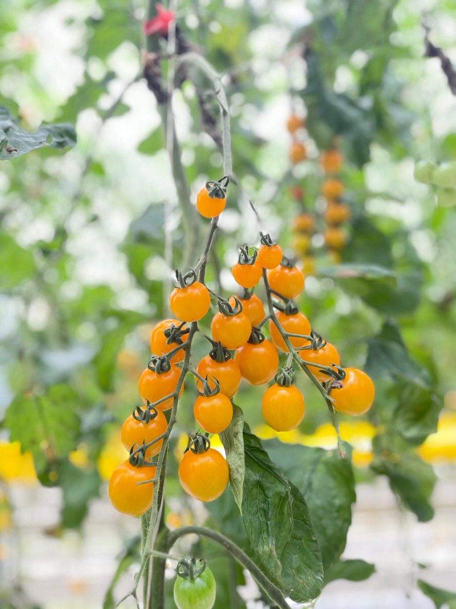 panha323's tweet photo. Freshly picked organic cherry tomatoes! Juicy, sweet, zero bitterness — perfect for salads or snacking.  #IngredientReview， https://t.co/rI9ErW2uui