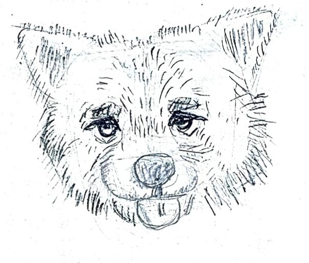 mukorama's tweet photo. Another practice of hatching and cross hatching, I think I like it but it's kinda hard for me, anyway I like the red fox one, it's giving https://t.co/YHiI2cE1Nt