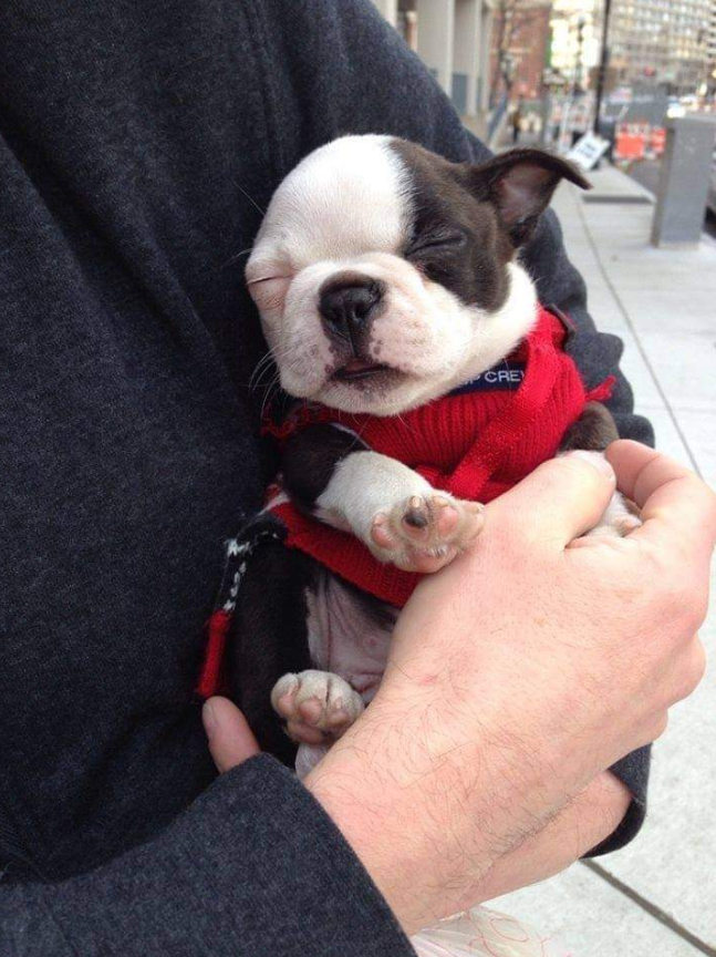 BestinDogs's tweet photo. Don't scroll without saying hello to me 😍😍👋 https://t.co/MOnDiDI9Tw