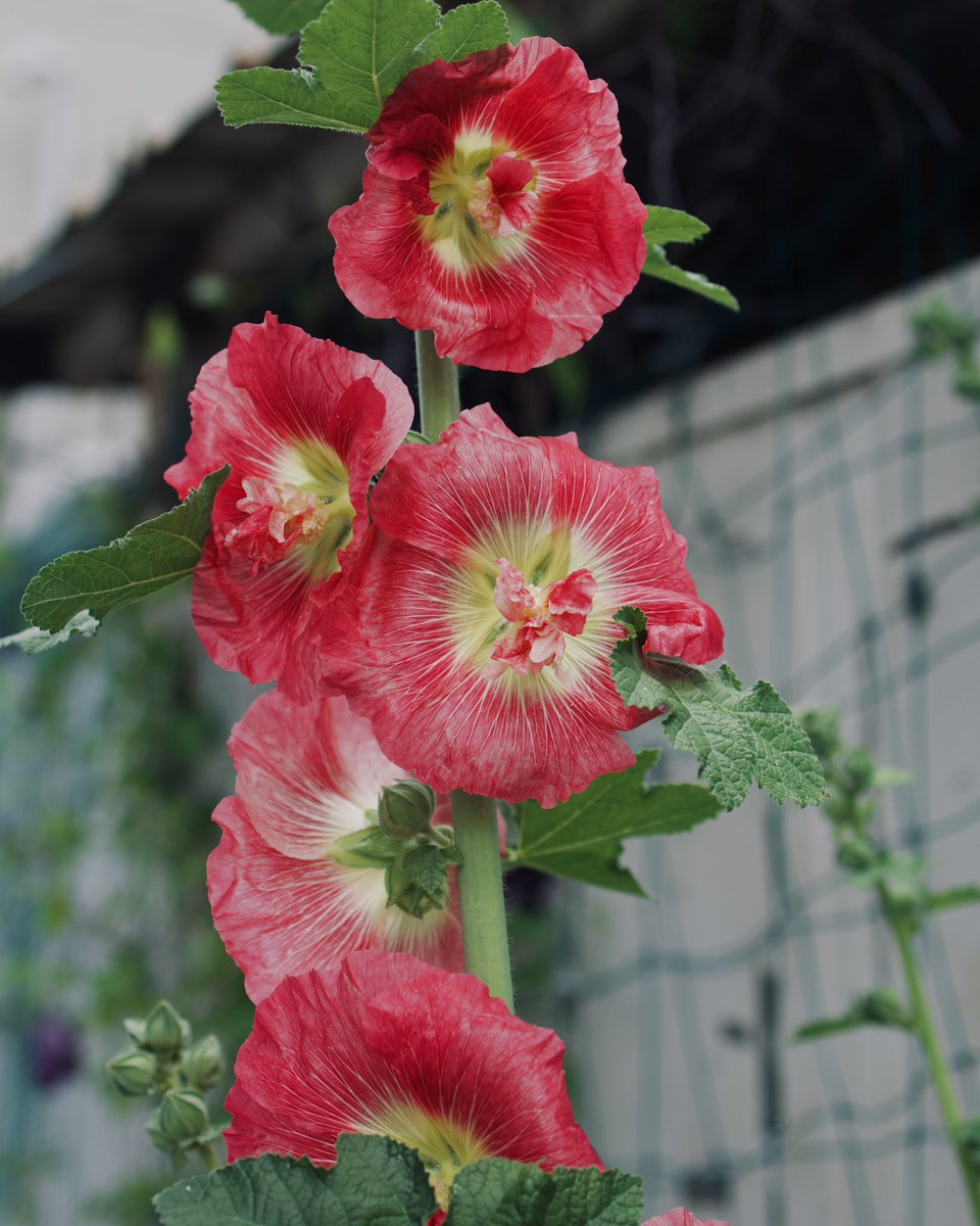 Sunny683634's tweet photo. おはようございます
💐〜𝐺𝑜𝑜𝑑 𝑚𝑜𝑟𝑛𝑖𝑛𝑔〜🌺
　#散歩写真 https://t.co/FH9DG39WqC