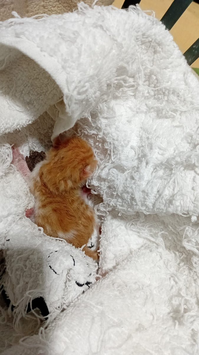 cahitcakir's tweet photo. Bir günlük bebek kedi için süt anne varmı bildiğiniz 05383390755 Gülten Erdem bebek denizlide https://t.co/gReFz9L6tg