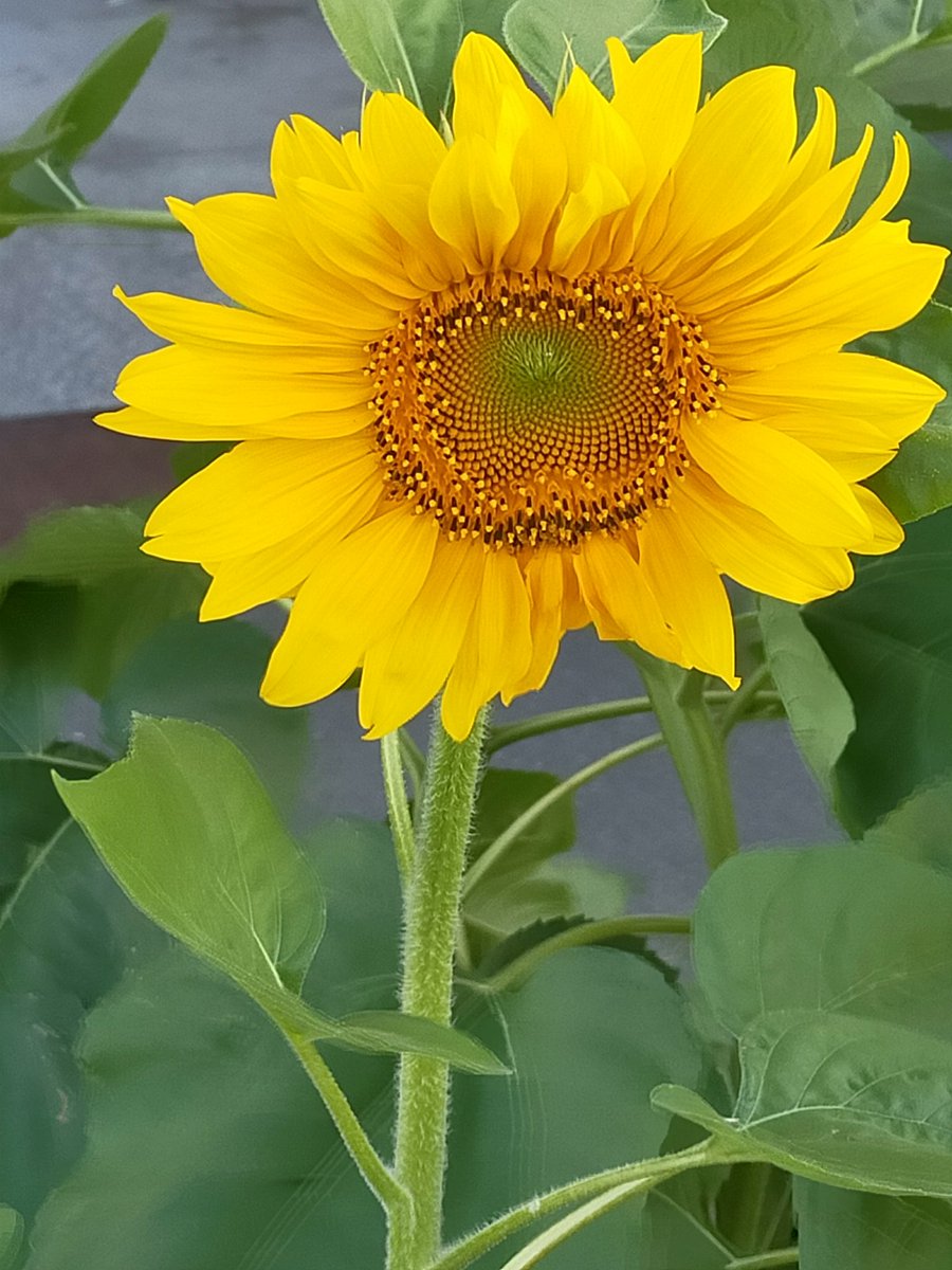 おはようごさいます🌧️ ハイ！今年の向日葵 1番咲き🌻 周りは蕾