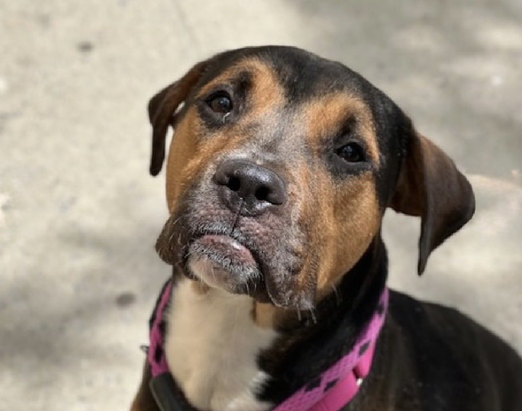 MoishesMom's tweet photo. 🚨Knock Knock TBK💉June9️⃣ NY🚨

Knock Knock is 1️⃣ year old boy who’s 🆕 Hope 🛟 Only

Knock Knock’s Bio ℹ️  🔗 ⬇️

https://t.co/k6XMPHIOwo

This boy is an owner surrender who’s been at the Manhattan Pound in NYC 7️⃣1️⃣ days ago & now they put him on the TBK list…he’s 5️⃣5️⃣pounds

To see how he feels about being in the pound look at his pics ⬇️

✅ DM @notthesameone2 to apply for Knock Knock

He’s just a baby peeps☹️