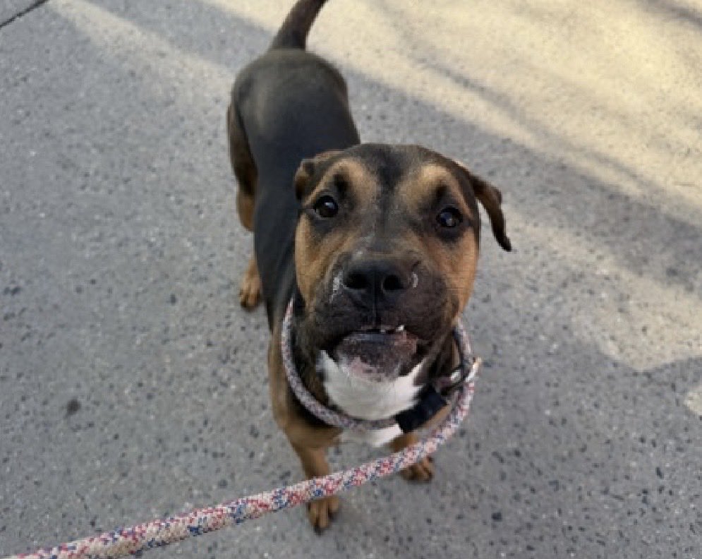 MoishesMom's tweet photo. 🚨Knock Knock TBK💉June9️⃣ NY🚨

Knock Knock is 1️⃣ year old boy who’s 🆕 Hope 🛟 Only

Knock Knock’s Bio ℹ️  🔗 ⬇️

https://t.co/k6XMPHIOwo

This boy is an owner surrender who’s been at the Manhattan Pound in NYC 7️⃣1️⃣ days ago & now they put him on the TBK list…he’s 5️⃣5️⃣pounds

To see how he feels about being in the pound look at his pics ⬇️

✅ DM @notthesameone2 to apply for Knock Knock

He’s just a baby peeps☹️
