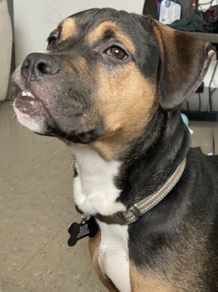 MoishesMom's tweet photo. 🚨Knock Knock TBK💉June9️⃣ NY🚨

Knock Knock is 1️⃣ year old boy who’s 🆕 Hope 🛟 Only

Knock Knock’s Bio ℹ️  🔗 ⬇️

https://t.co/k6XMPHIOwo

This boy is an owner surrender who’s been at the Manhattan Pound in NYC 7️⃣1️⃣ days ago & now they put him on the TBK list…he’s 5️⃣5️⃣pounds

To see how he feels about being in the pound look at his pics ⬇️

✅ DM @notthesameone2 to apply for Knock Knock

He’s just a baby peeps☹️