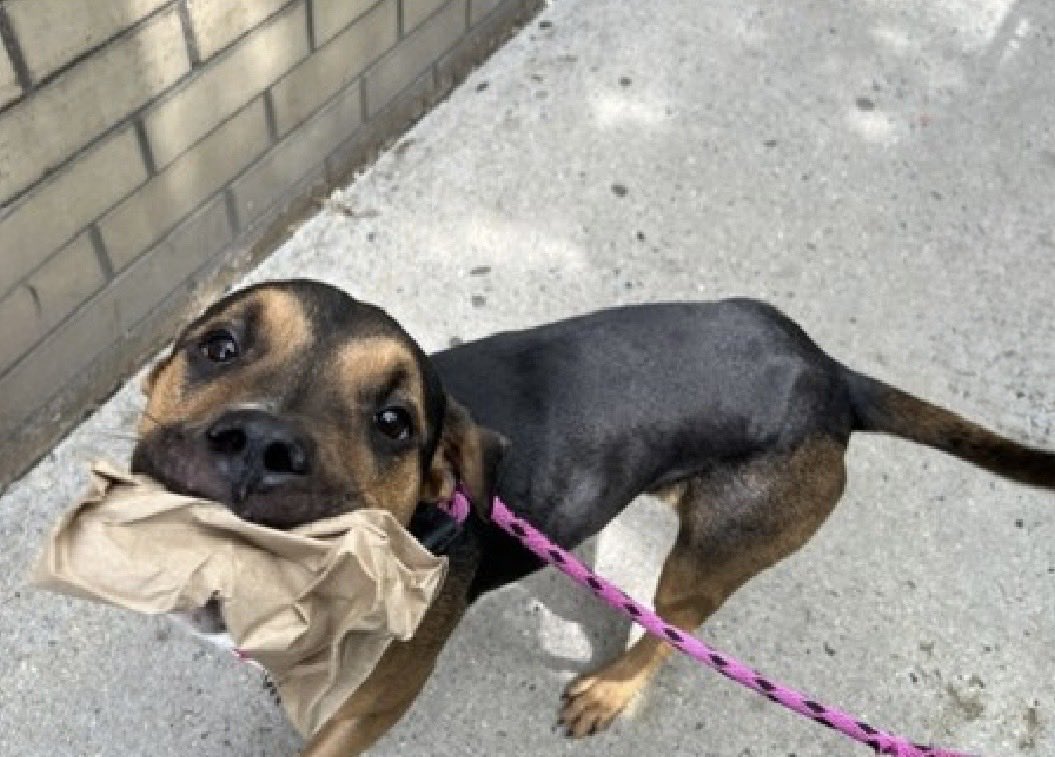 MoishesMom's tweet photo. 🚨Knock Knock TBK💉June9️⃣ NY🚨

Knock Knock is 1️⃣ year old boy who’s 🆕 Hope 🛟 Only

Knock Knock’s Bio ℹ️  🔗 ⬇️

https://t.co/k6XMPHIOwo

This boy is an owner surrender who’s been at the Manhattan Pound in NYC 7️⃣1️⃣ days ago & now they put him on the TBK list…he’s 5️⃣5️⃣pounds

To see how he feels about being in the pound look at his pics ⬇️

✅ DM @notthesameone2 to apply for Knock Knock

He’s just a baby peeps☹️