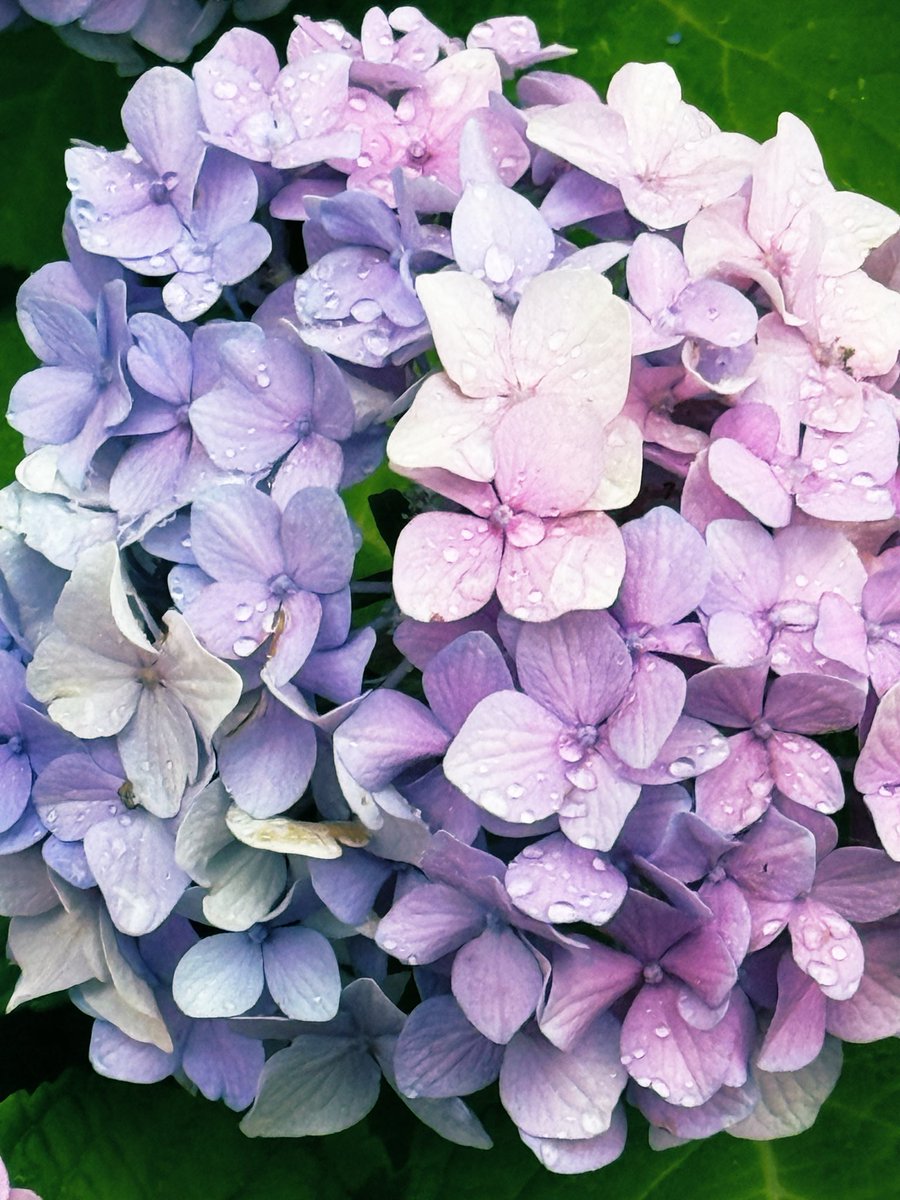 spec024's tweet photo. おはよう☔️雨だね
紫陽花͛💠 https://t.co/dGpCJVj5u5