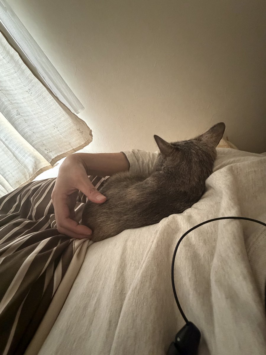 hogonekosora's tweet photo. 久しぶりに
起こしにきて
腕枕で爆睡
#猫
#保護猫
#サビ猫 https://t.co/UDhHQaSLgq