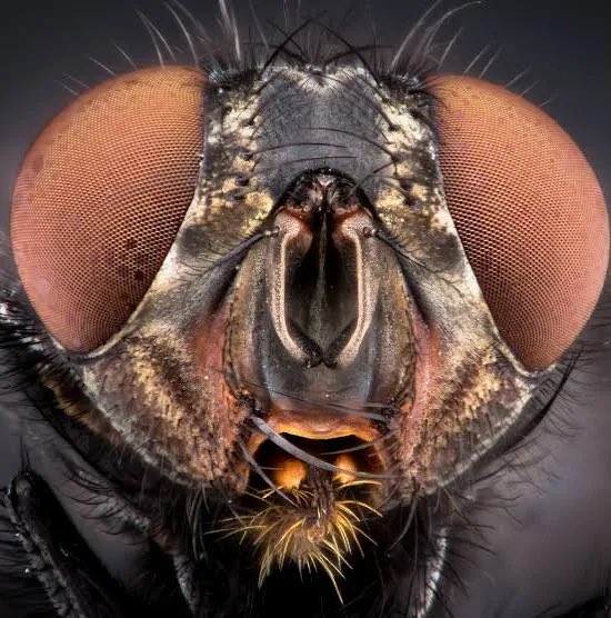 SliceUnder's tweet photo. “Backrooms” actor “The Fly” is currently suing Kane Parson who is 20 years old

“Y’know I just think it’s kinda ridiculous I never got my paycheck for that no clipping scene.”

The fly is only 2 hours old https://t.co/s61XCQJCdj