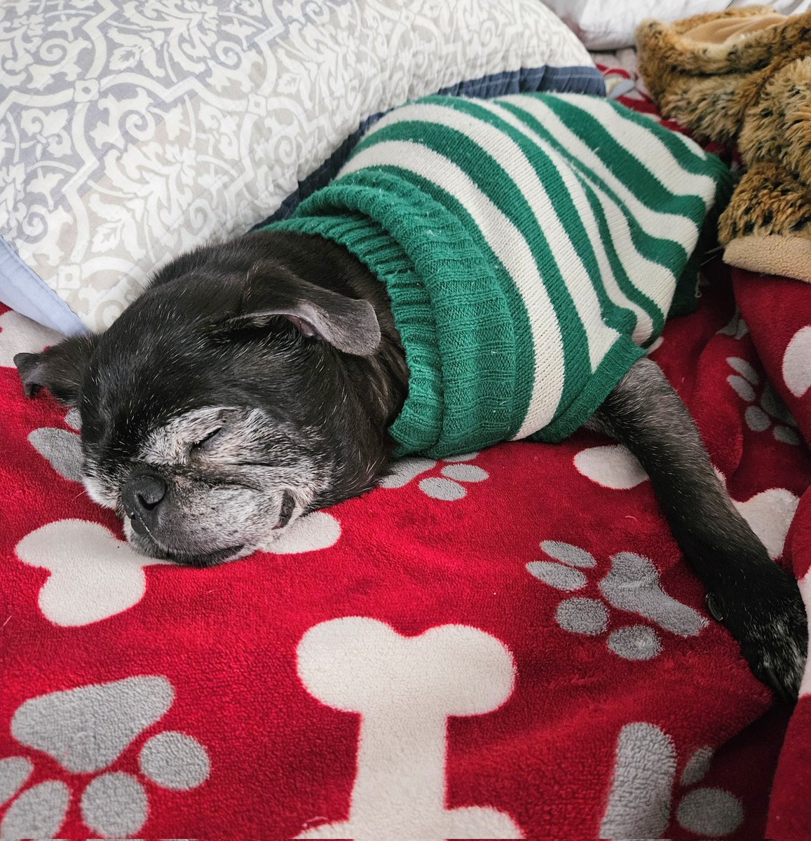 MisterPemberto1's tweet photo. A great nap on a rainy Sunday 💙 #puglife #pugs #pugsoftwitter #dogsoftwitter #dogsofx #tripawd #seniordogs #seniorpugs #mainedogs #sunday https://t.co/Xgtht6YkSI