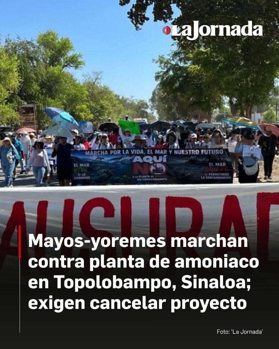 lajornadaonline's tweet photo. #Sinaloa | Miles de personas, en su mayoría mayos-yoremes, marcharon de Los Mochis a Topolobampo, para clausurar de manera simbólica la planta de amoniaco que desde 2014 construye el grupo Promar-Gas y Petroquímica de Occidente (GPO), a orillas de la Bahía de Ohuira y exigir al gobierno federal la cancelación definitiva del proyecto y lo reubique en otro lugar.

Lee más aquí 👇
https://t.co/UiFEERShQp