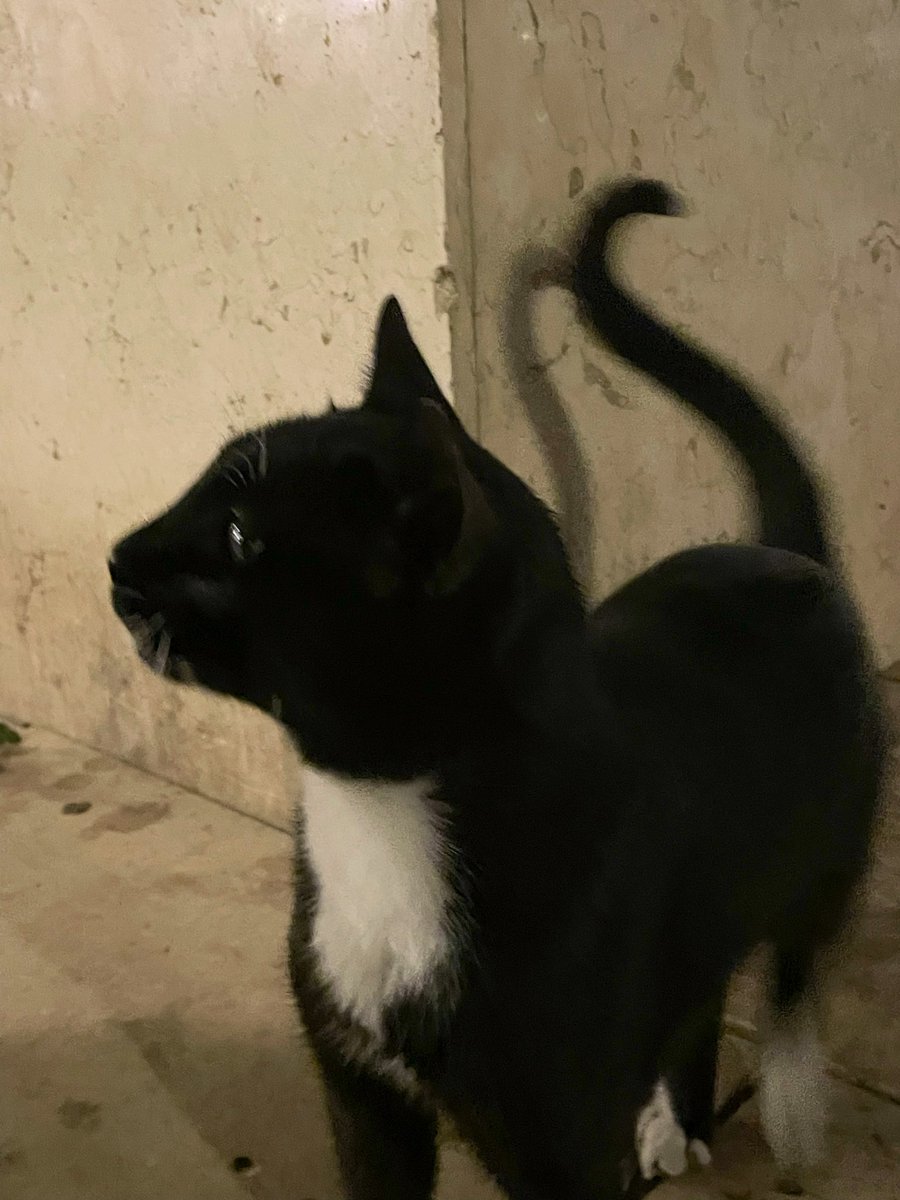 iivid11's tweet photo. Stray cats love acc https://t.co/TQiB3DGmOL