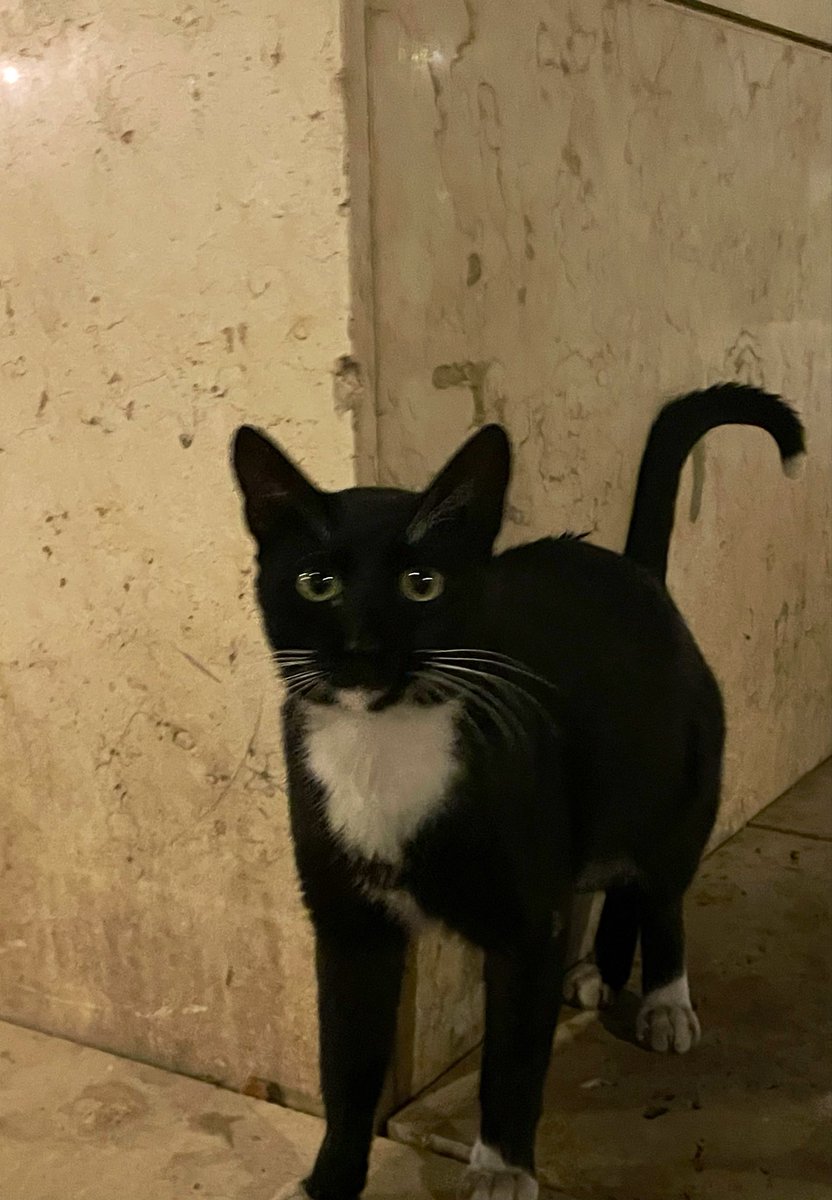 iivid11's tweet photo. Stray cats love acc https://t.co/TQiB3DGmOL