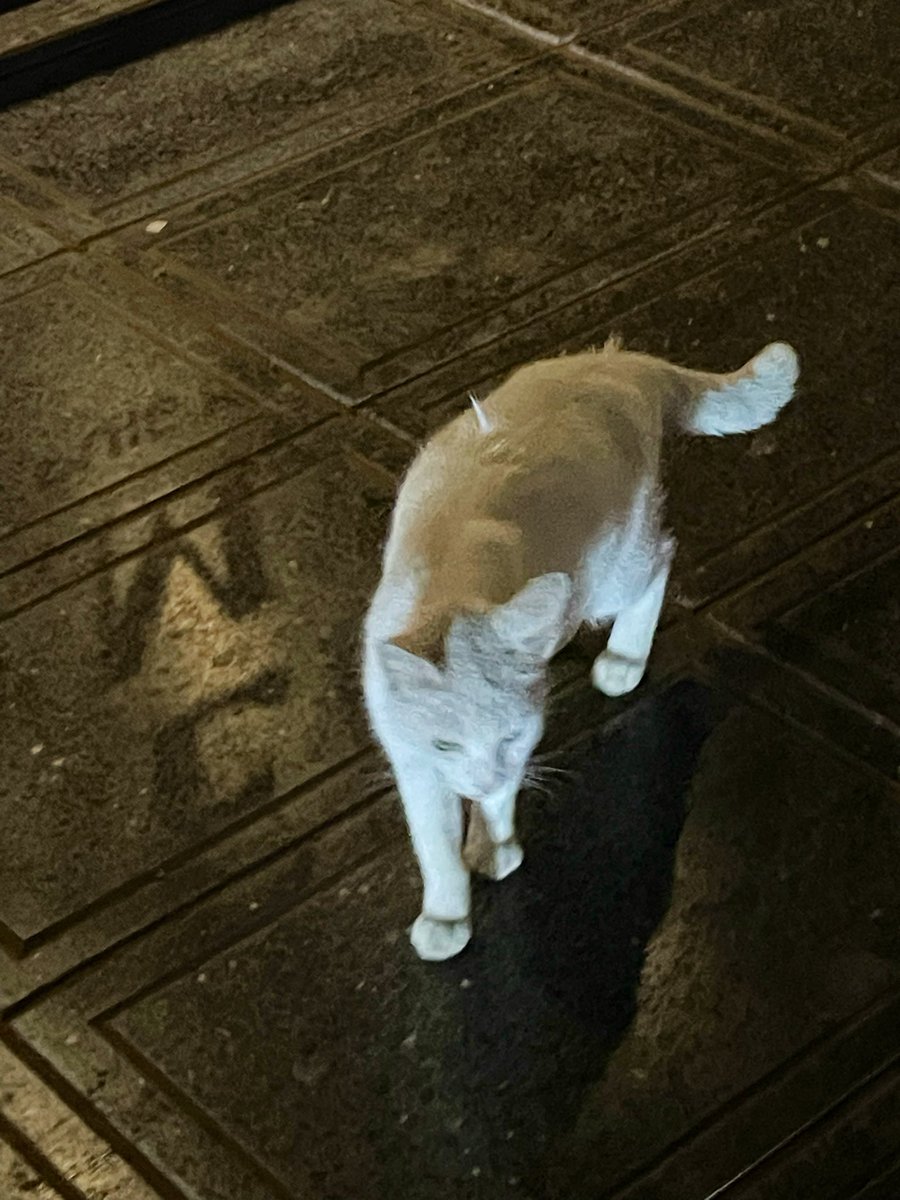 iivid11's tweet photo. Stray cats love acc https://t.co/TQiB3DGmOL