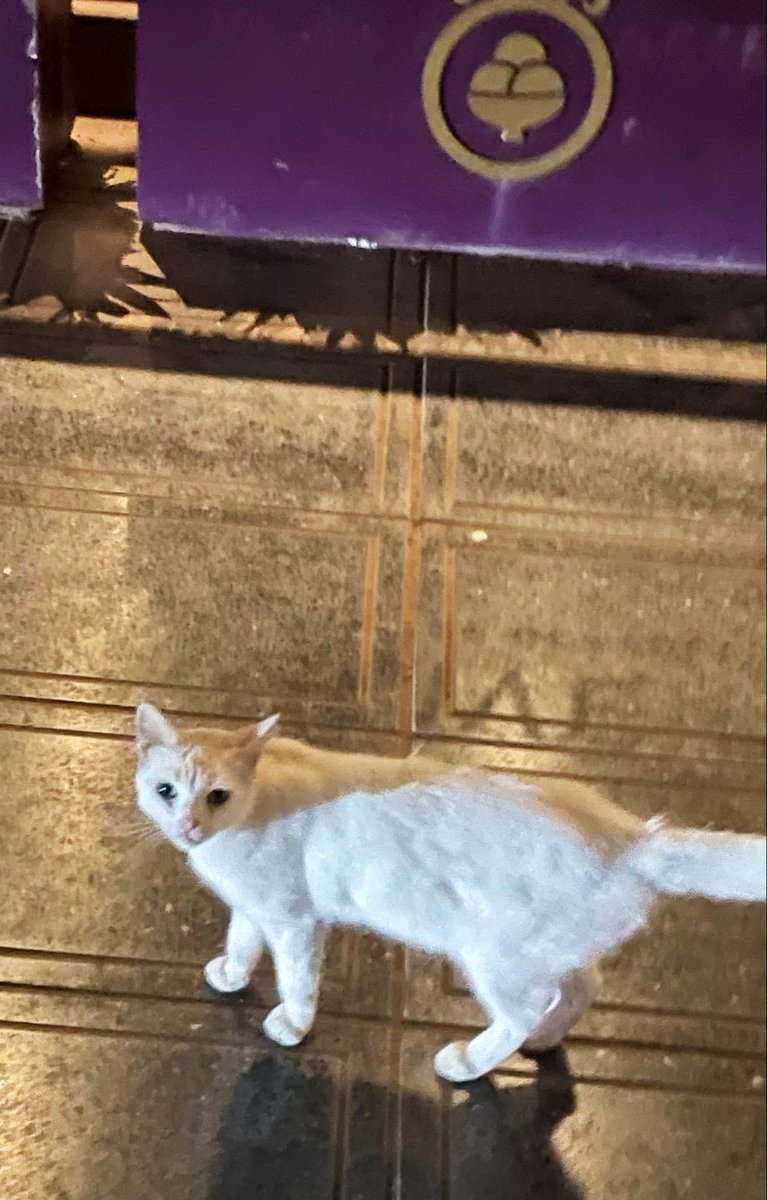 iivid11's tweet photo. Stray cats love acc https://t.co/TQiB3DGmOL