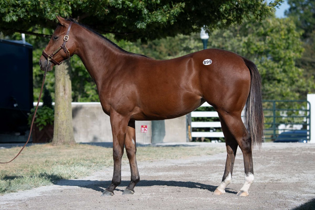 TaylorMadeSales's tweet photo. A big day for #TMGRAD SLAY THE DAY, who brought home the win in the G3 Soaring Softly S. at Saratoga! 🎉Congratulations to the entire team behind this winner. 

B: @pinoakstud
O: @flyingdutchky 
T: @BLynchRacing https://t.co/TI29oNDNk0