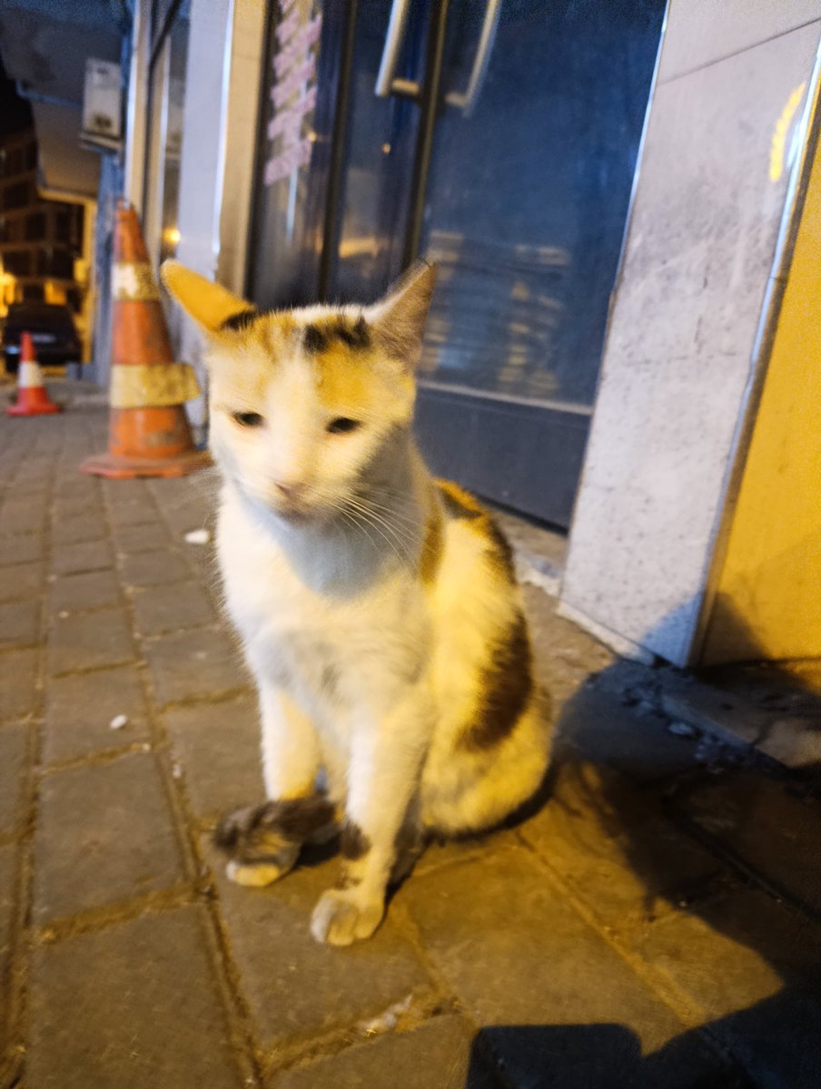 LightLord21's tweet photo. Kedi buldum https://t.co/bap4tXVzam