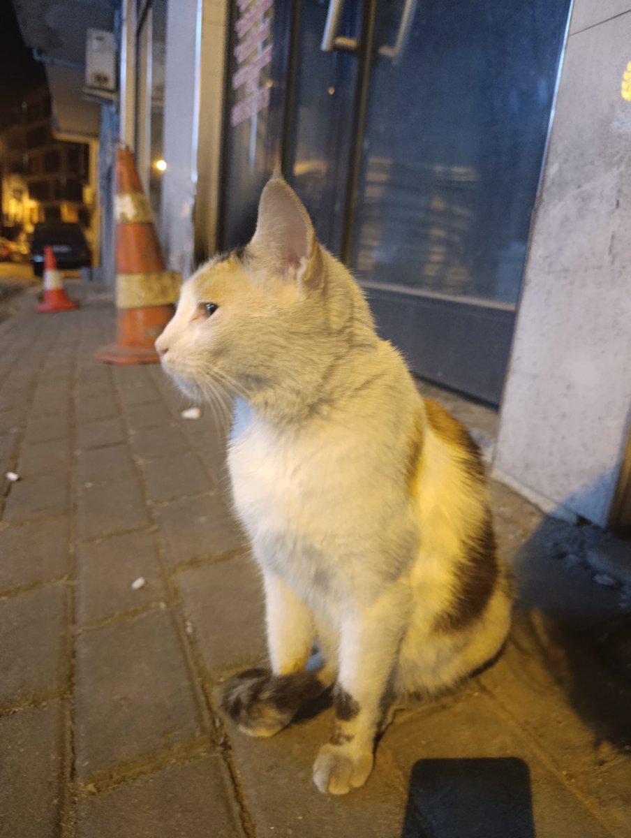 LightLord21's tweet photo. Kedi buldum https://t.co/bap4tXVzam