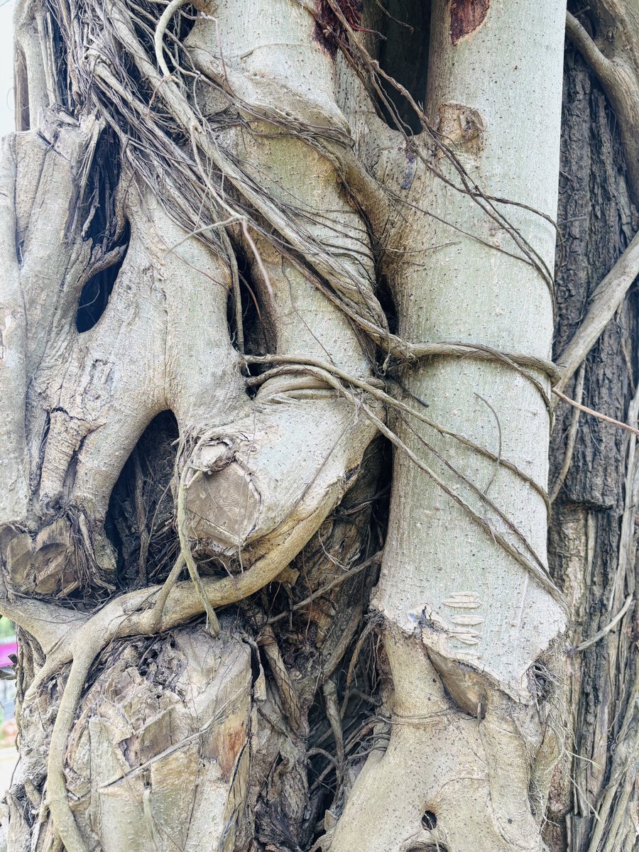ABULKASHAM's tweet photo. Treegraphy by abulkasham https://t.co/bMIusEMGef
