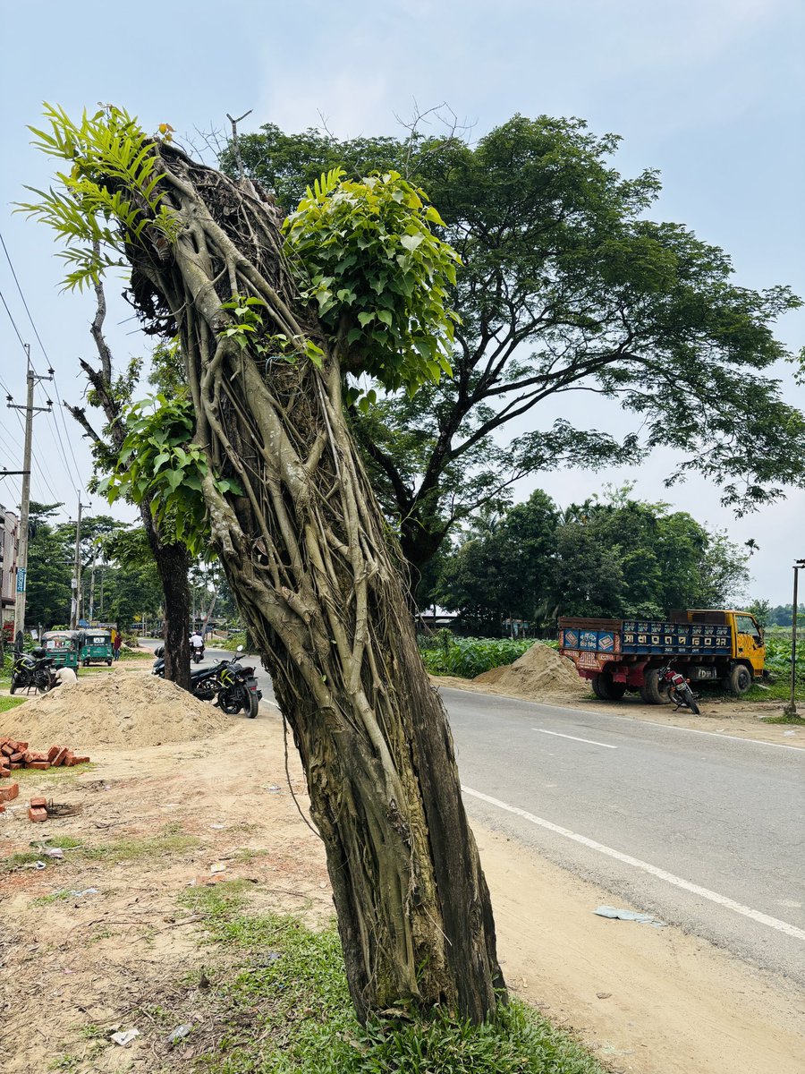 ABULKASHAM's tweet photo. Treegraphy by abulkasham https://t.co/bMIusEMGef